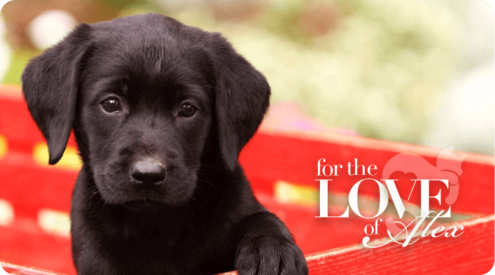 A better fundraising platform to the rescue A better fundraising platform to the rescue